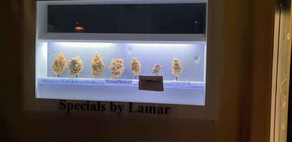 Lamar - Foto 2