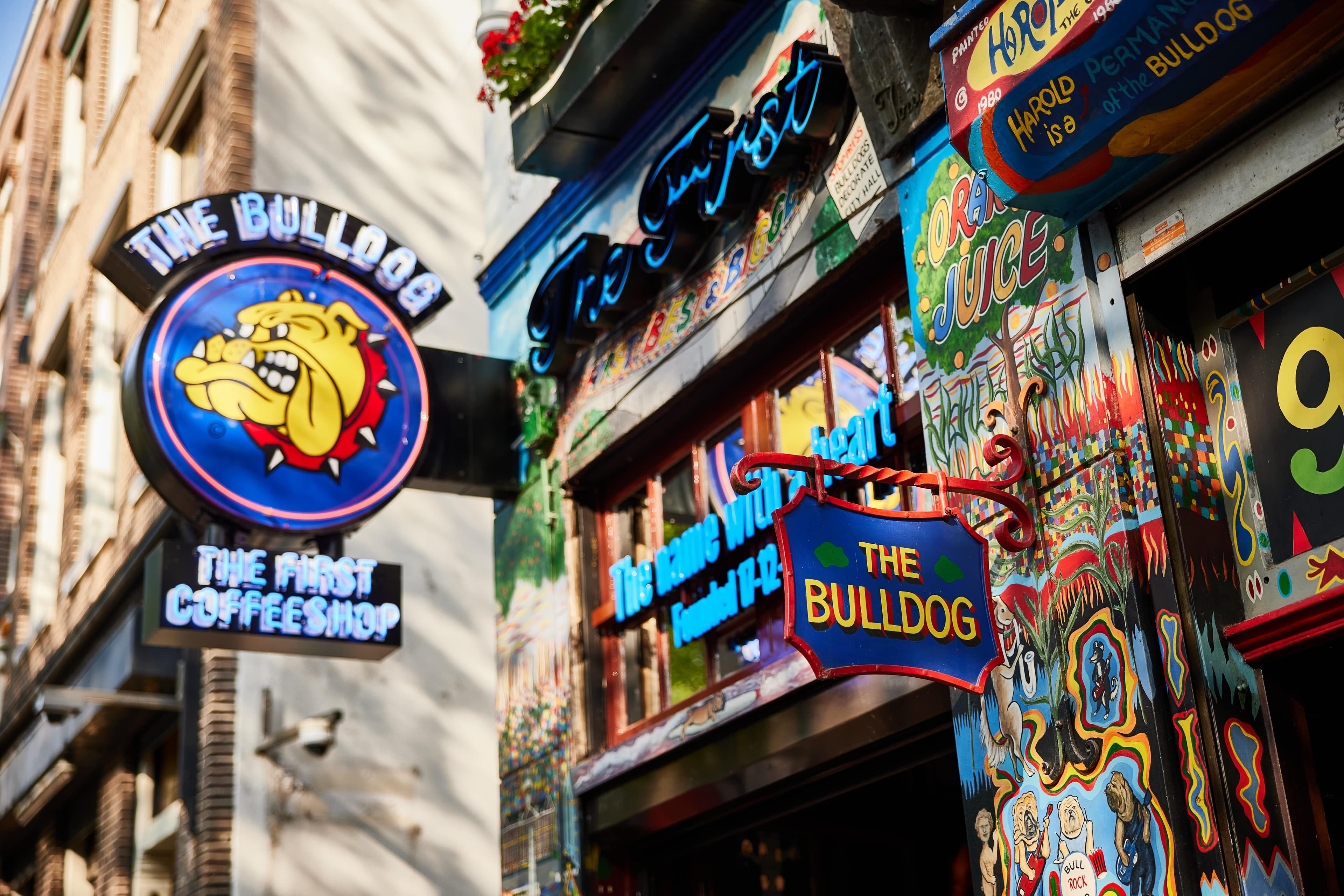 The Bulldog The First - Foto 4